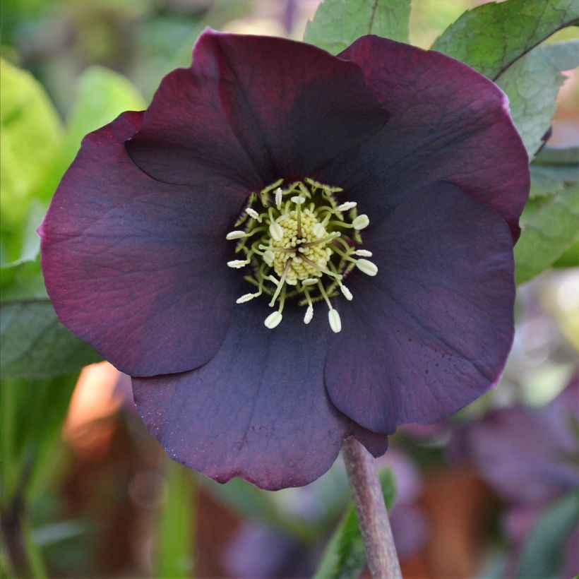Helleborus orientalis ViV Halina (Floração)