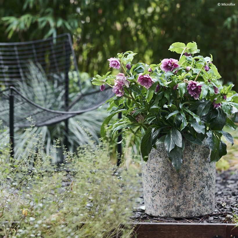 Helleborus orientalis ViV Laura (Hábito)