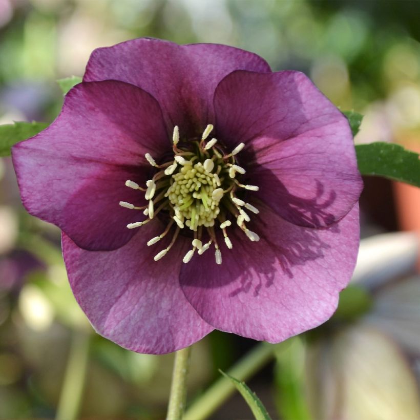 Helleborus orientalis ViV Liliana (Floração)