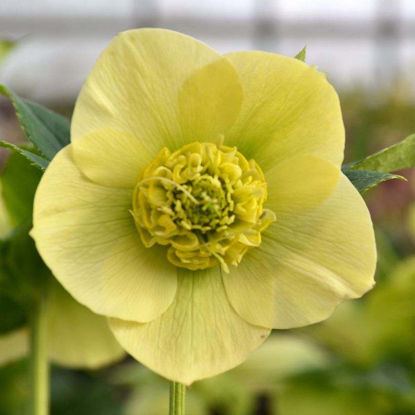 Helleborus orientalis ViV Lucrezia (Floração)