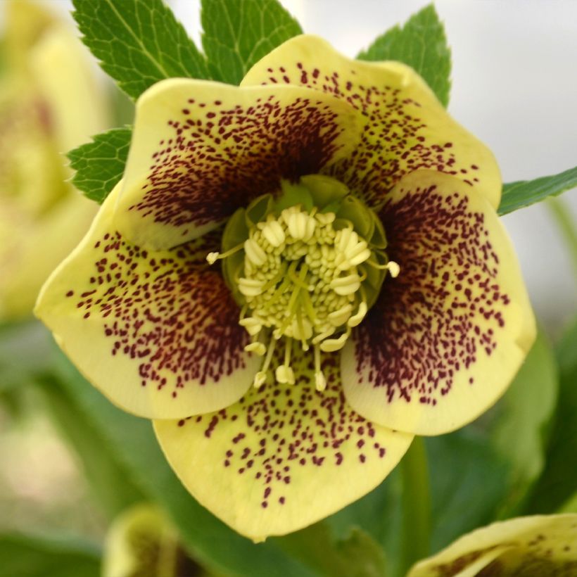 Helleborus orientalis ViV Maeva (Floração)