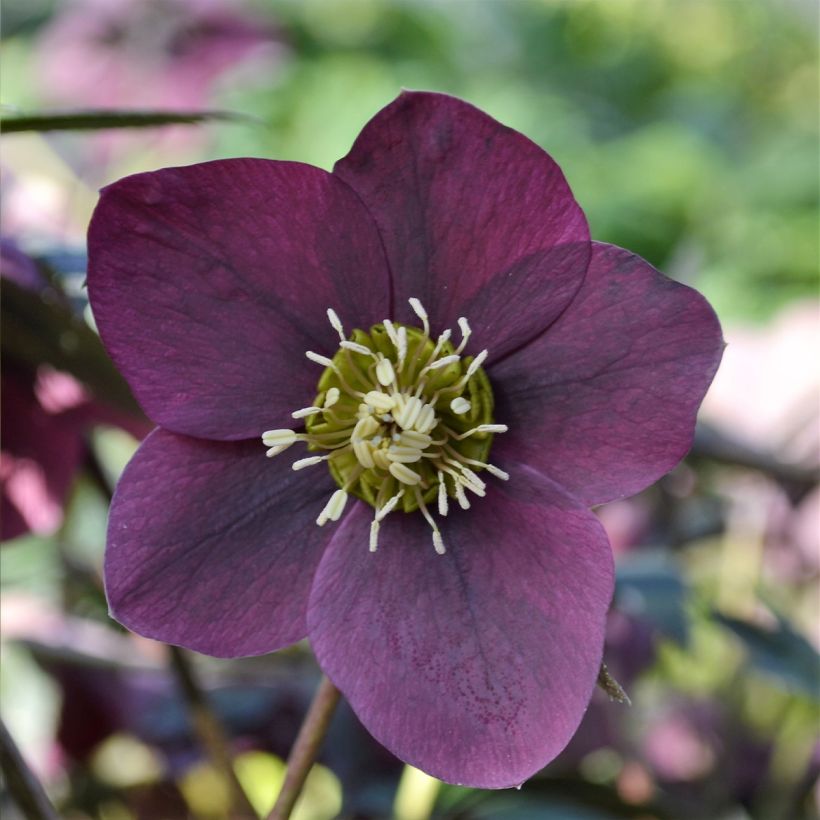 Helleborus orientalis ViV Milana (Floração)