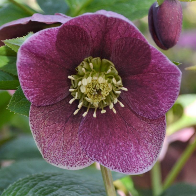 Helleborus orientalis ViV Patrizia (Floração)