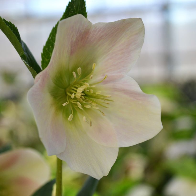 Helleborus orientalis ViV Rosa (Floração)