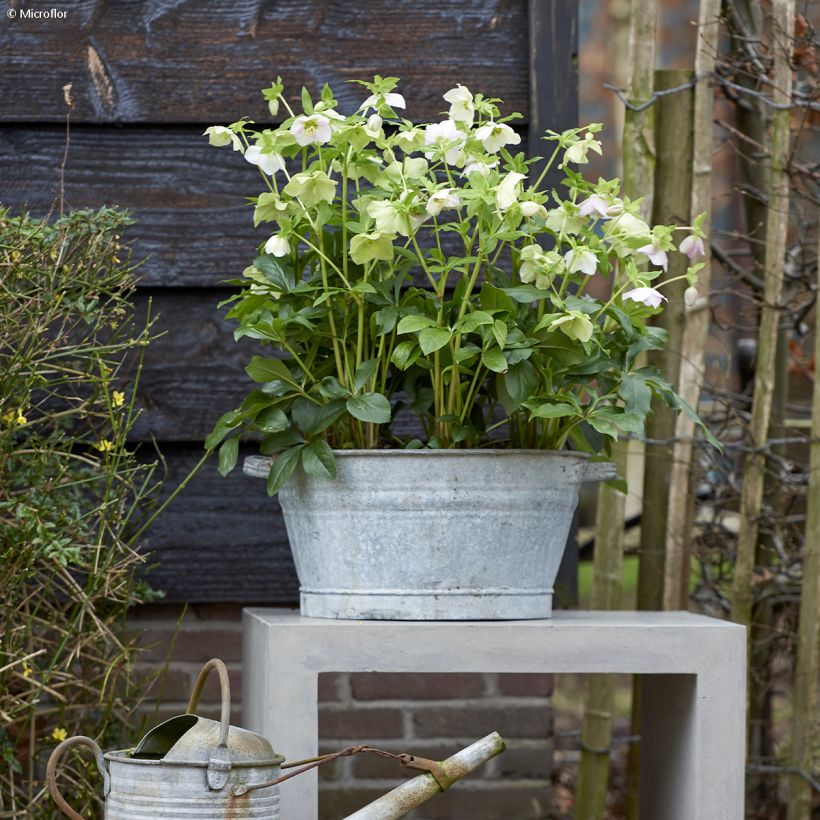 Helleborus orientalis ViV Rosa (Hábito)