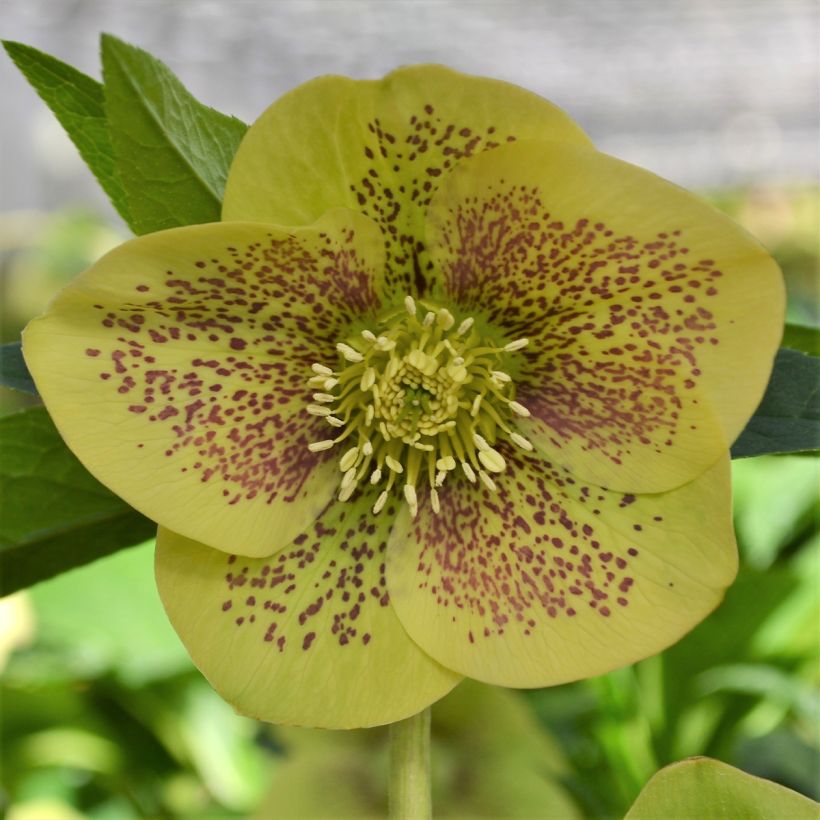 Helleborus orientalis ViV Serafina (Floração)