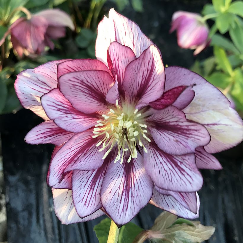 Helleborus orientalis ViV Suzanna (Floração)