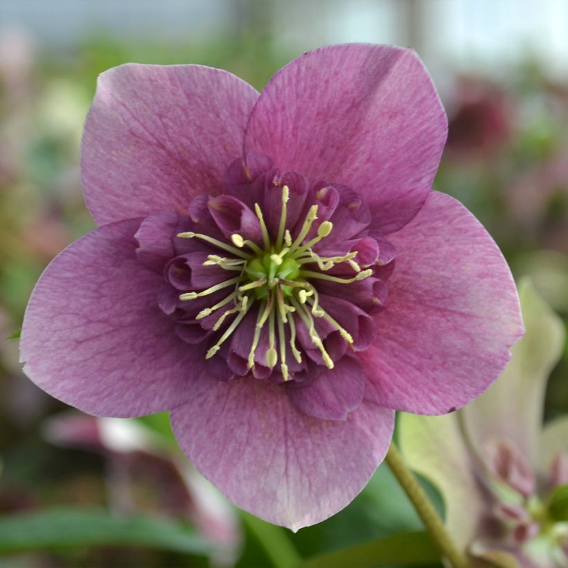 Helleborus orientalis ViV Teresa (Floração)