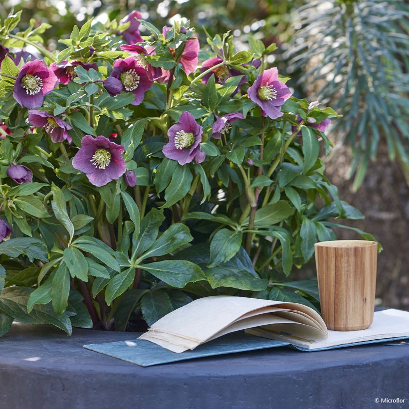 Helleborus orientalis ViV Valentina (Hábito)