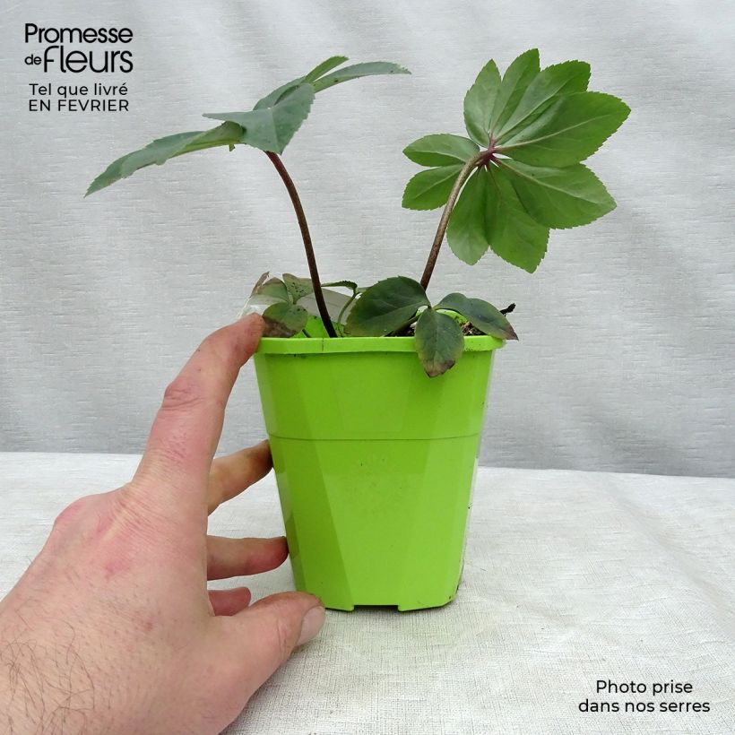 Amostra de Hellebore Walberton's Rosemary - Rose de Noël hybride Vaso de 1 L/1,5 L tal como entregue no inverno
