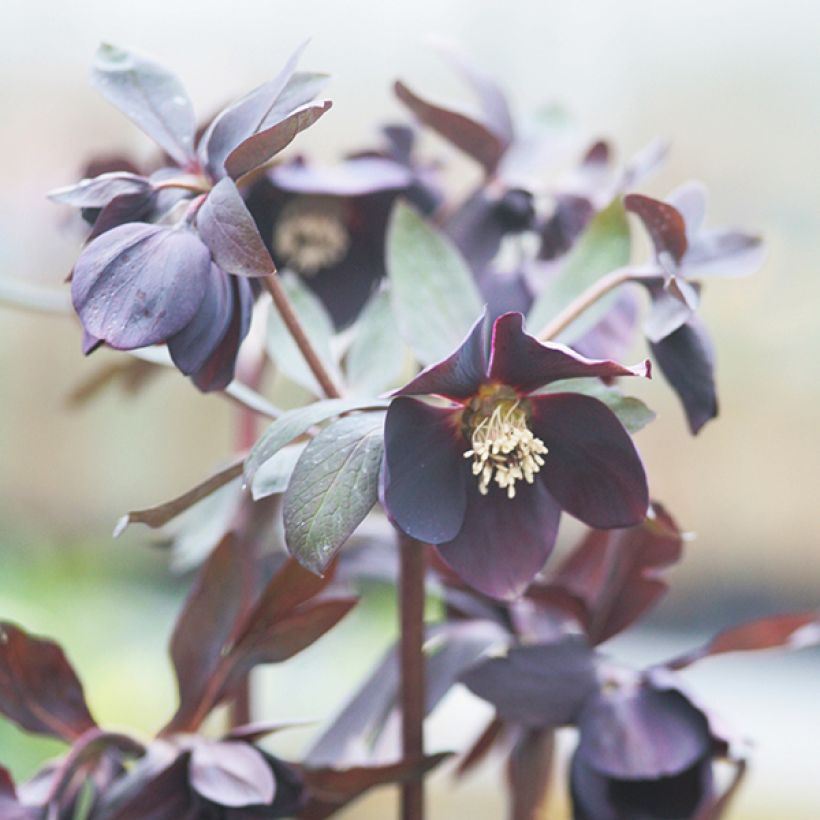 Helleborus orientalis Black Chocolate (Floração)