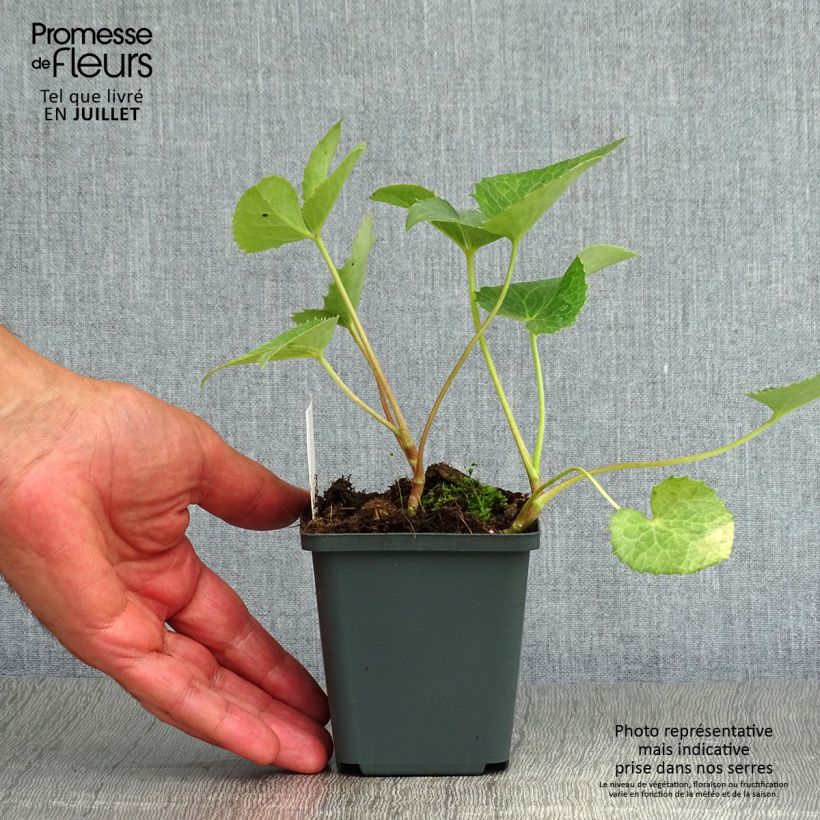 Amostra de Helleborus argutifolius Vaso de 8/9 cm tal como entregue no verão