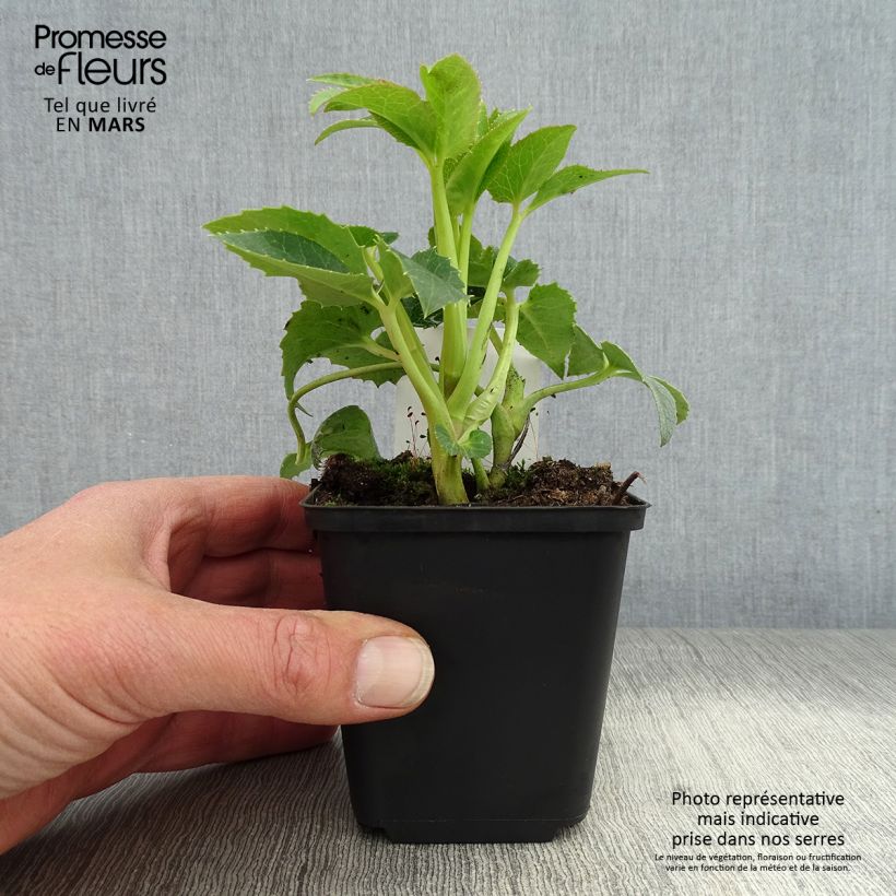 Amostra de Helleborus argutifolius Vaso de 8/9 cm tal como entregue na primavera