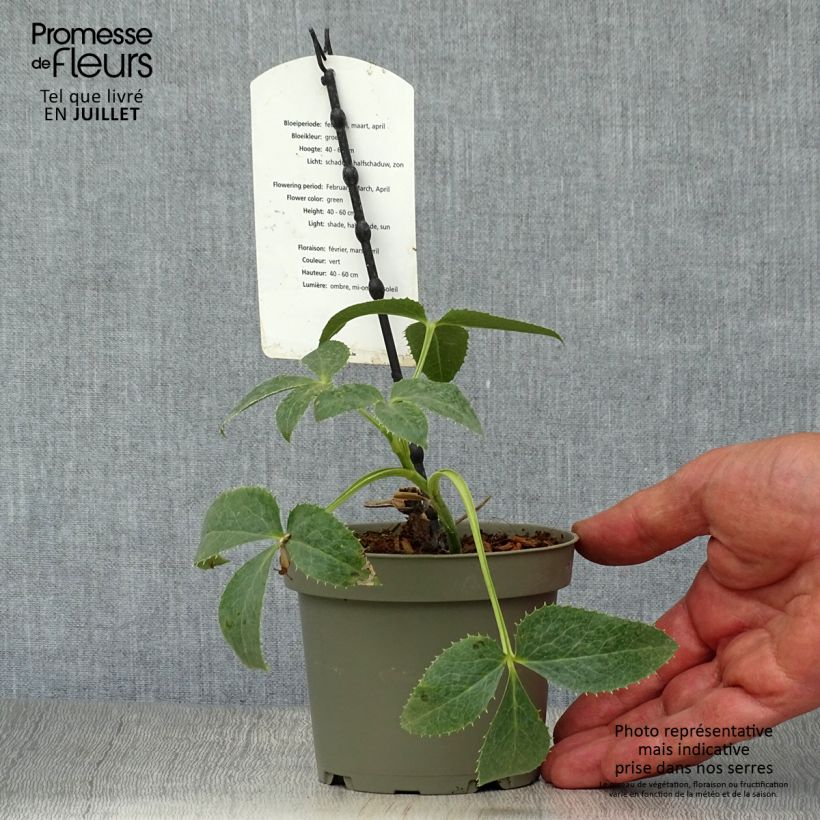 Amostra de Helleborus argutifolius Vaso de 12 cm/13 cm tal como entregue no verão