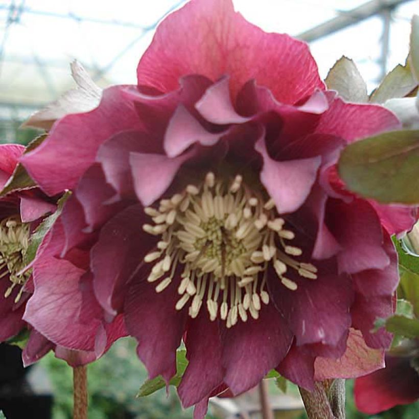 Helleborus orientalis Double Vermelha (Floração)