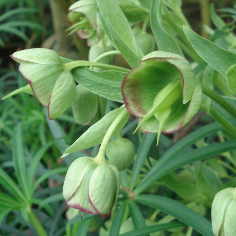 Helleborus foetidus - Erva-besteira verde (Floração)