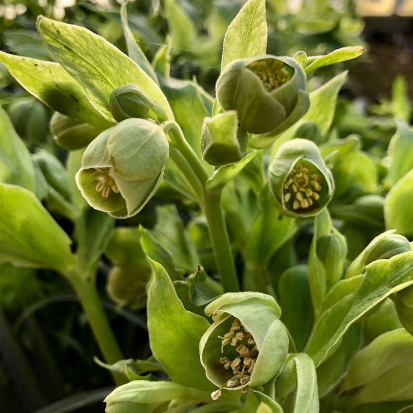 Helleborus foetidus Bowles Form (Floração)