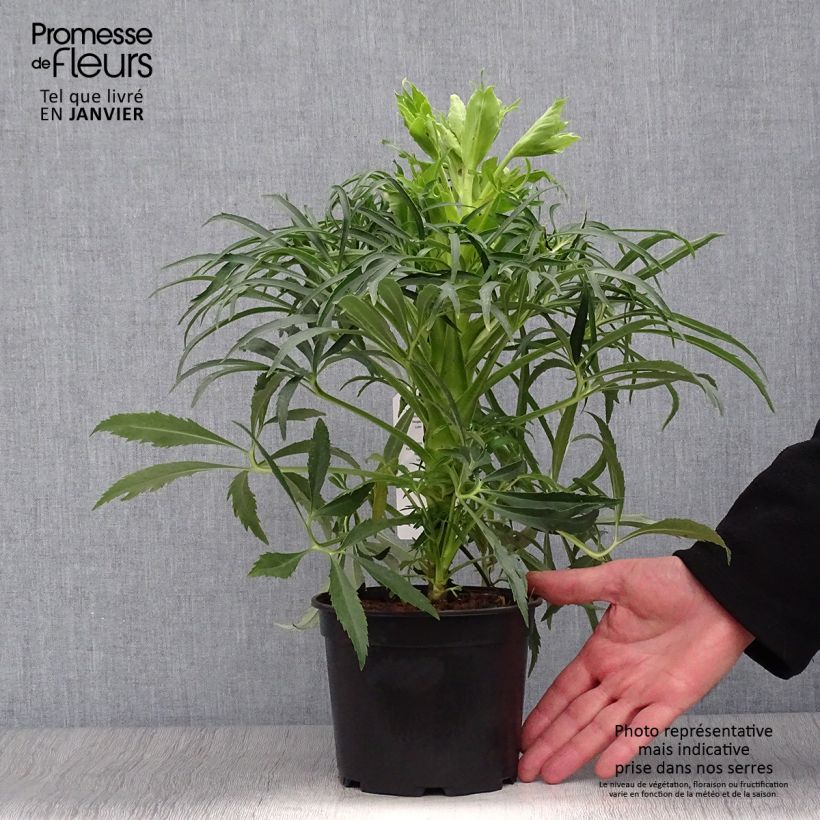 Amostra de Hellébore foetidus Bowles Form Vaso de 1 L/1,5 L tal como entregue no inverno