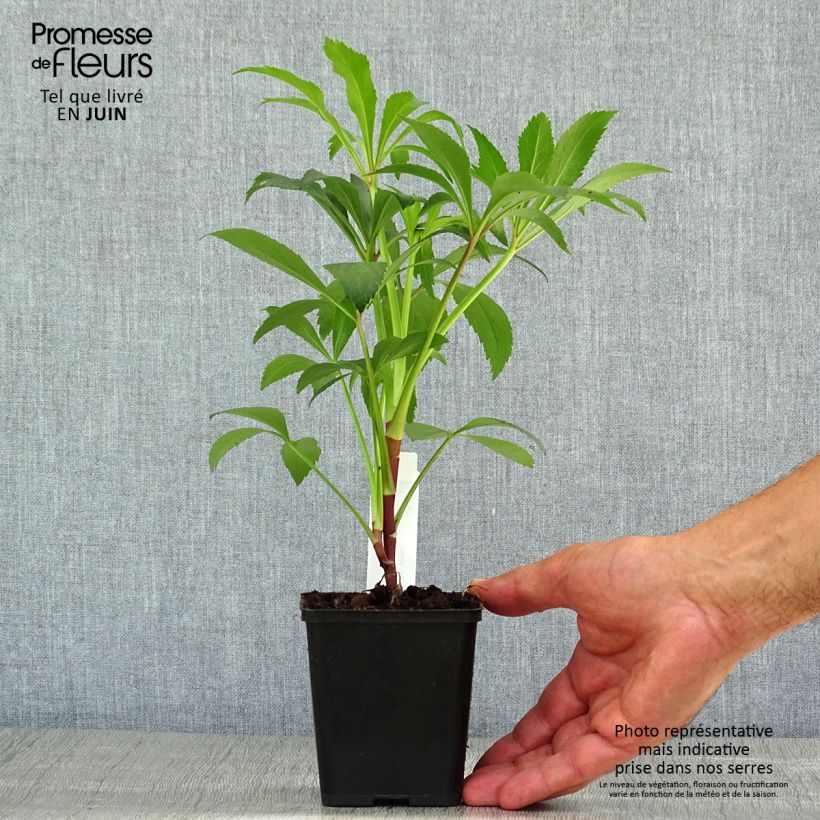 Amostra de Helleborus foetidus - Erva-besteira verde Vaso de 8/9 cm tal como entregue no verão