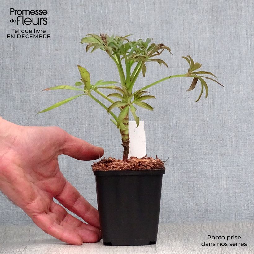 Amostra de Hellébore foetidus - Hellébore fétide Vaso de 8/9 cm tal como entregue no inverno