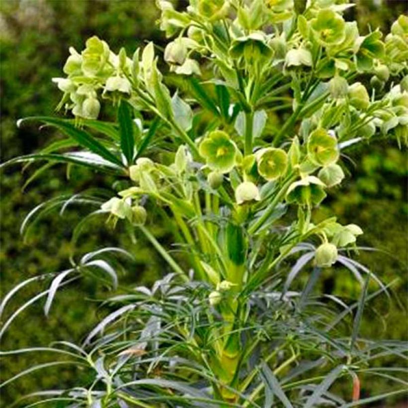 Helleborus foetidus Sopron (Hábito)