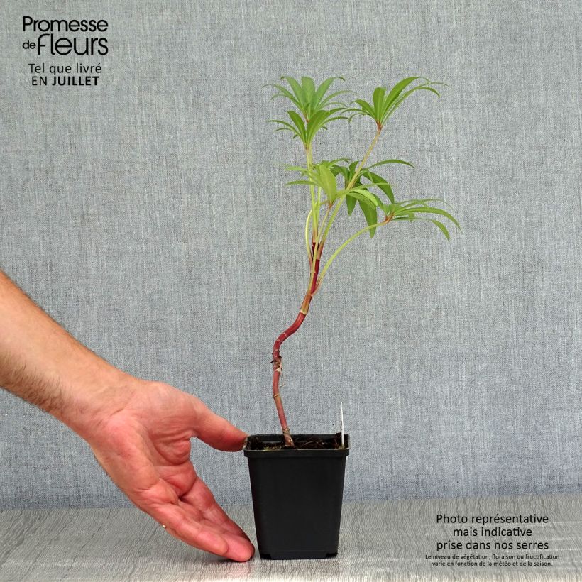 Amostra de Helleborus foetidus Wester Flisk Group Vaso de 8/9 cm tal como entregue no verão