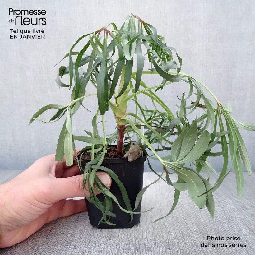 Amostra de Hellébore foetidus Wester Flisk Vaso de 8/9 cm tal como entregue no inverno