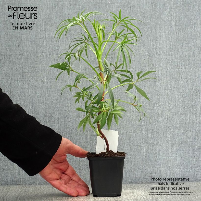 Amostra de Helleborus foetidus Wester Flisk Group Vaso de 8/9 cm tal como entregue na primavera