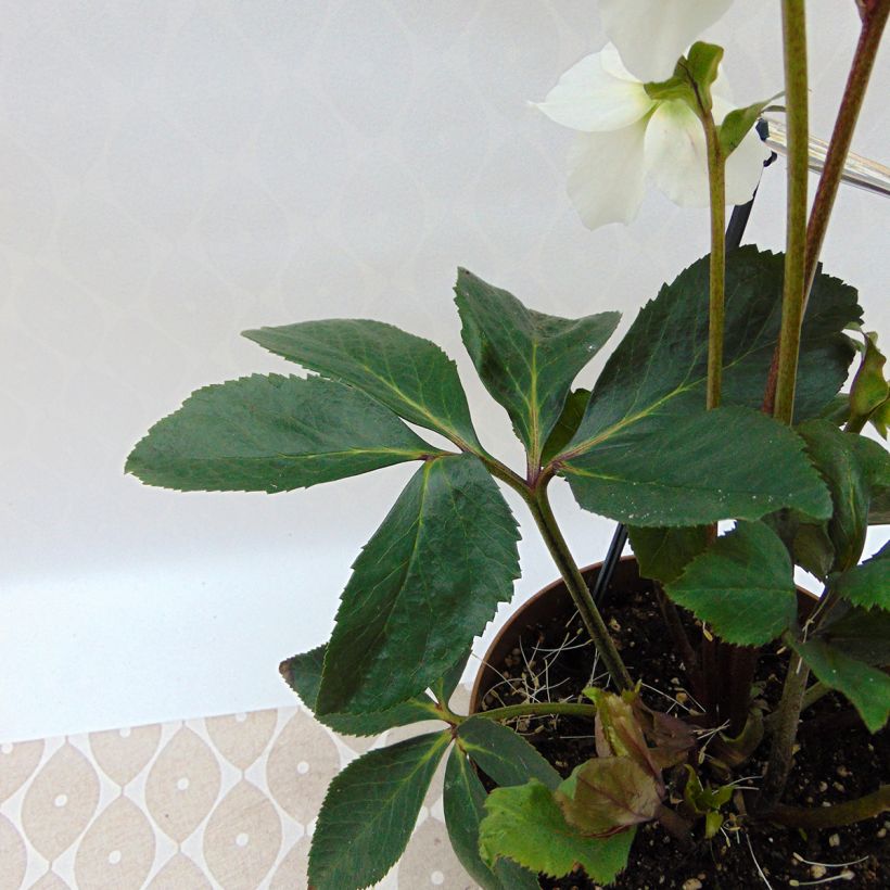 Helleborus x lemonnieriae Paradenia (Folhagem)