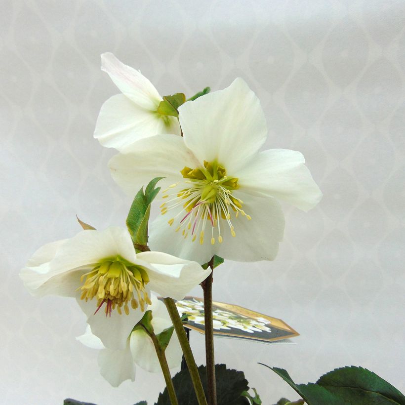 Helleborus x lemonnieriae Paradenia (Floração)