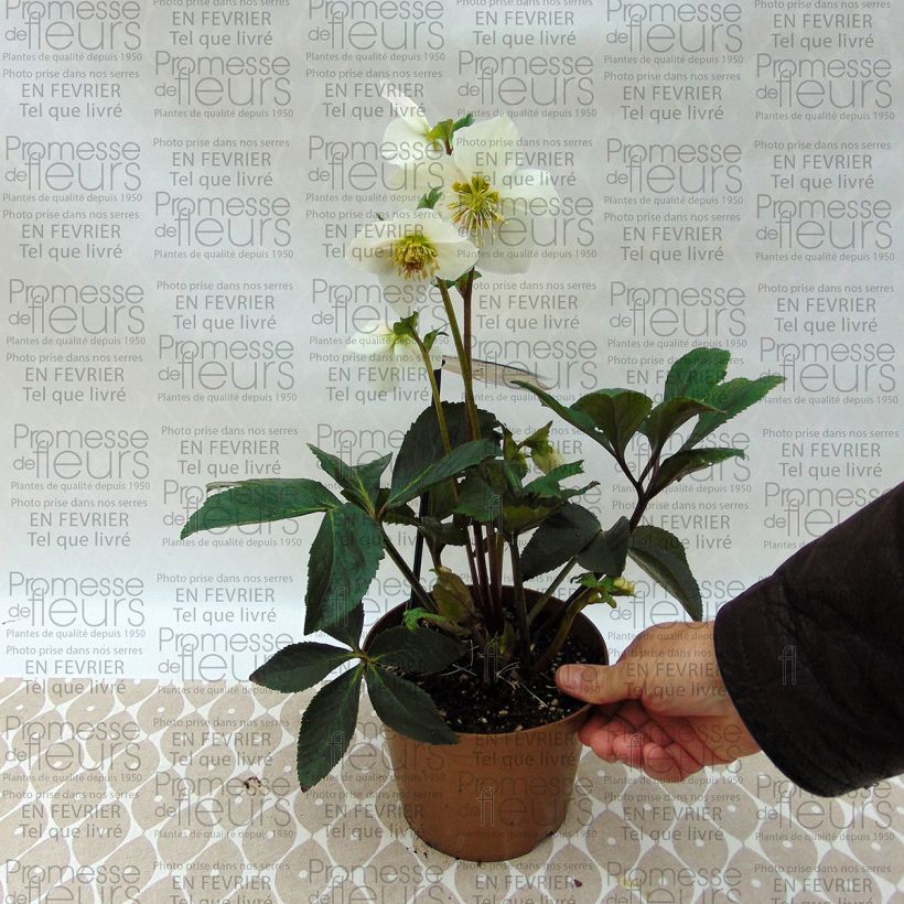 Exemplo de amostra de Hellébore hybride Paradenia Vaso de 2 L/3 L tal como entregue