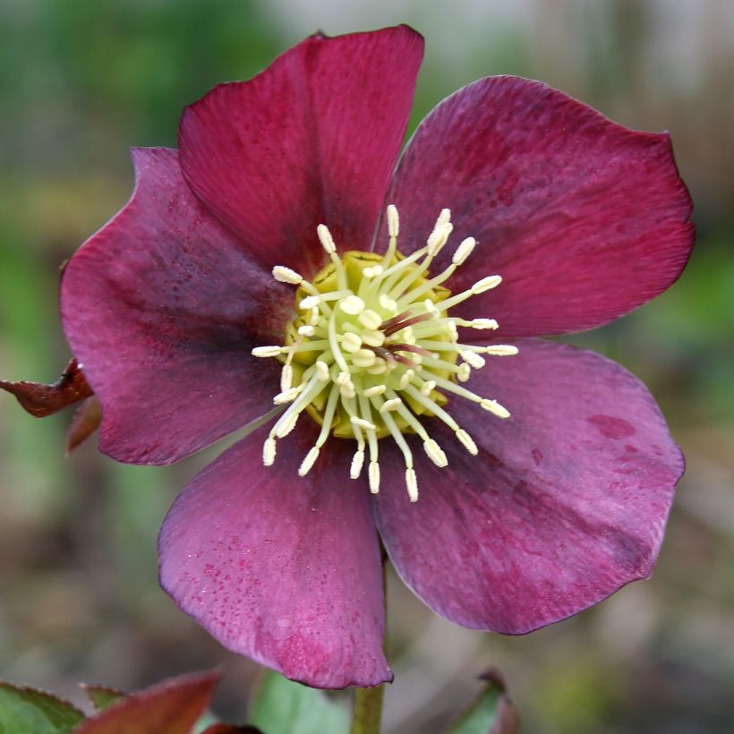 Helleborus orientalis Metallic Blue (Floração)