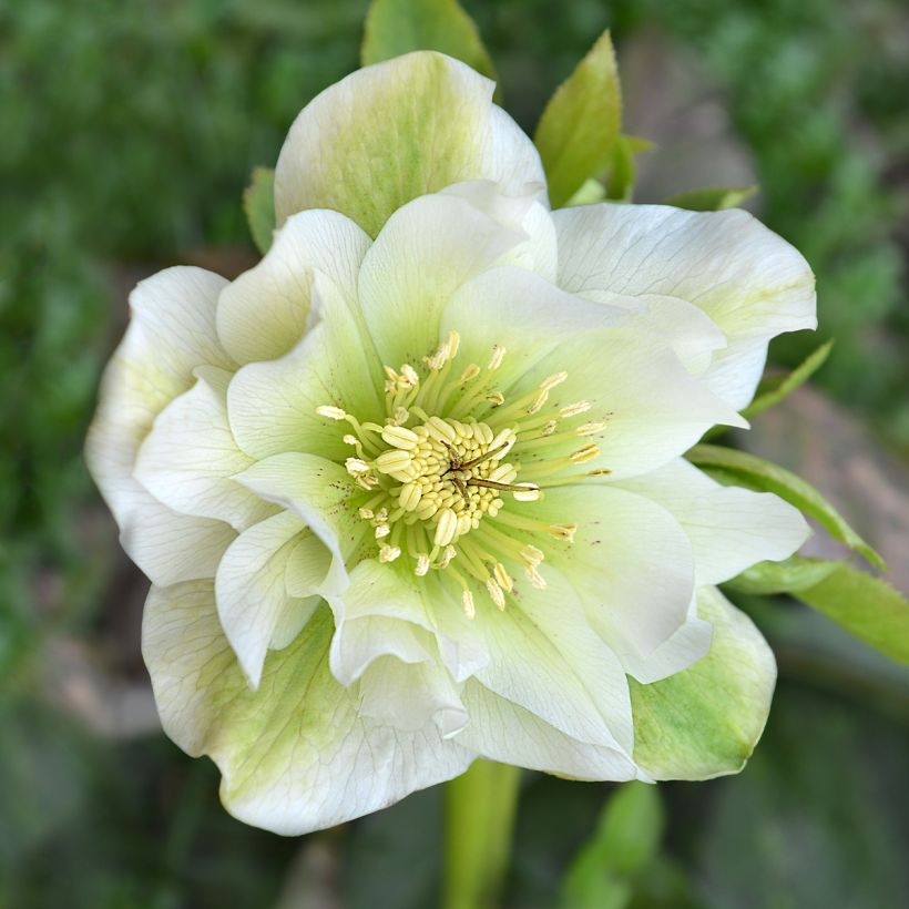 Helleborus orientalis Mrs Betty Ranicar (Floração)