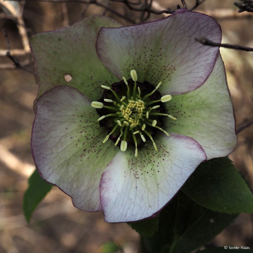 Helleborus orientalis Picotee (Floração)
