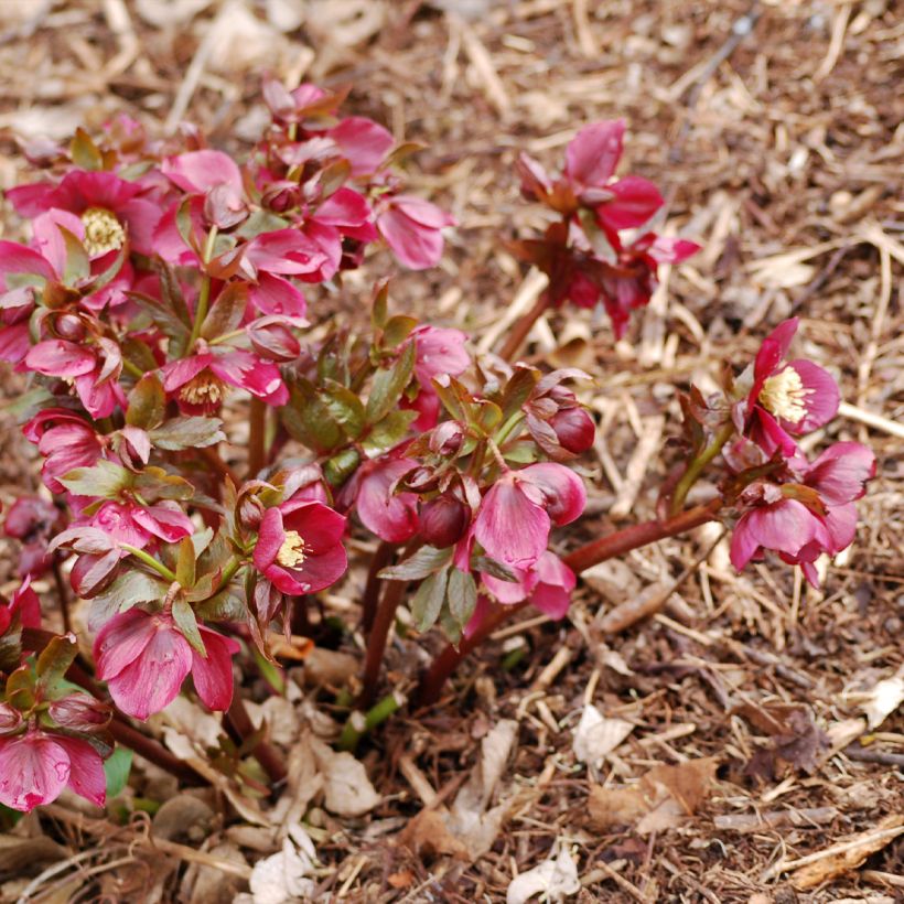 Helleborus orientalis Vesta (Hábito)