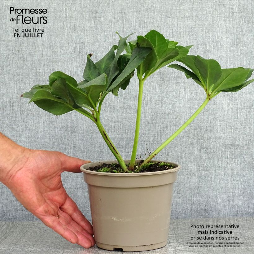 Amostra de Helleborus lemperii Leila Vaso de 2 L/3 L tal como entregue no verão