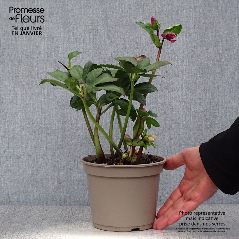 Amostra de Hellébore lemperii Leila Vaso de 2 L/3 L tal como entregue no inverno