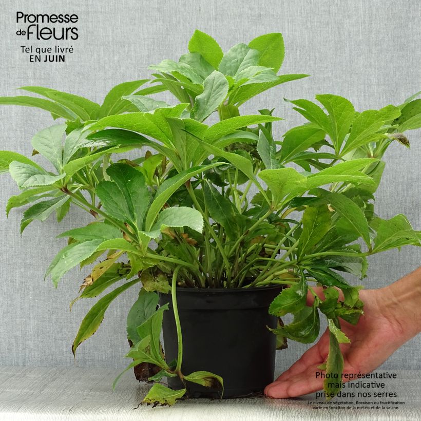 Amostra de Helleborus lemperii Lenia Vaso de 2 L/3 L tal como entregue no verão