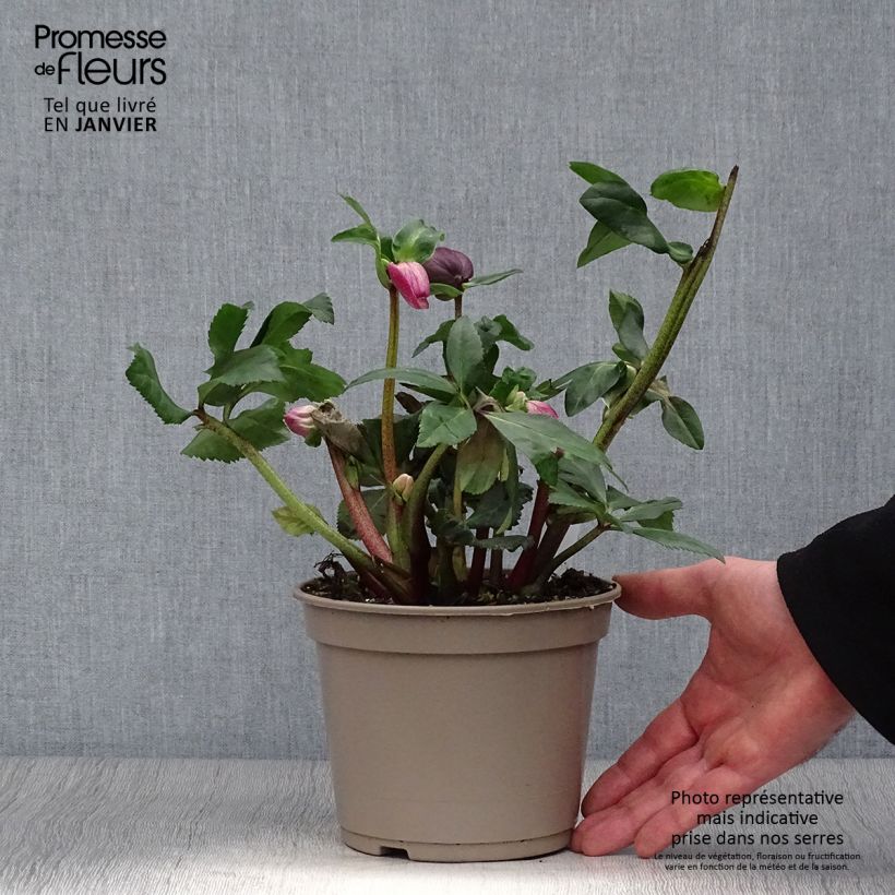 Amostra de Hellébore lemperii Lenia Vaso de 2 L/3 L tal como entregue no inverno