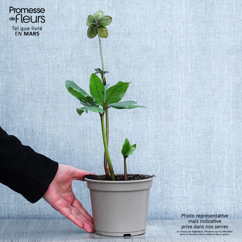 Amostra de Helleborus lemperii Lenia Vaso de 2 L/3 L tal como entregue na primavera