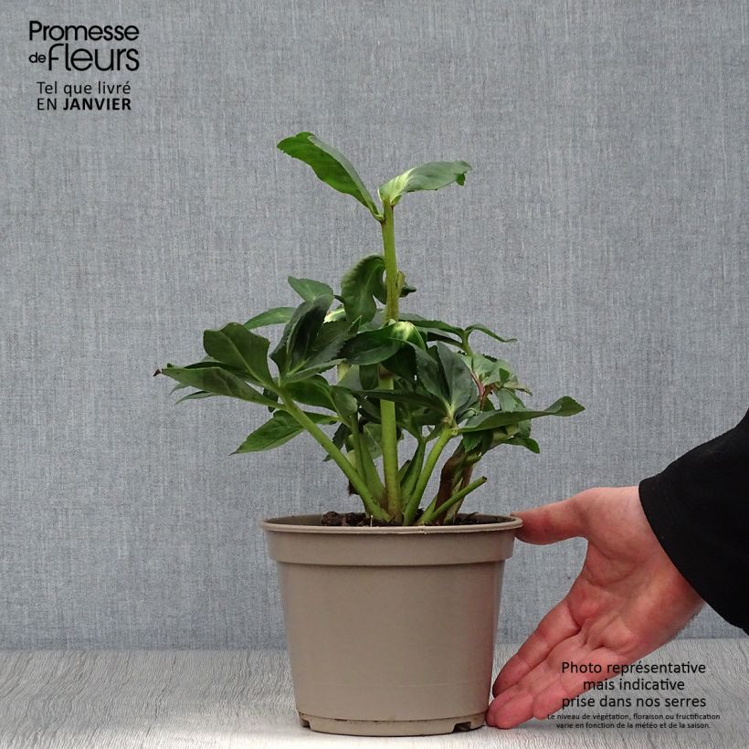 Amostra de Hellébore lemperii Linda Vaso de 2 L/3 L tal como entregue no inverno