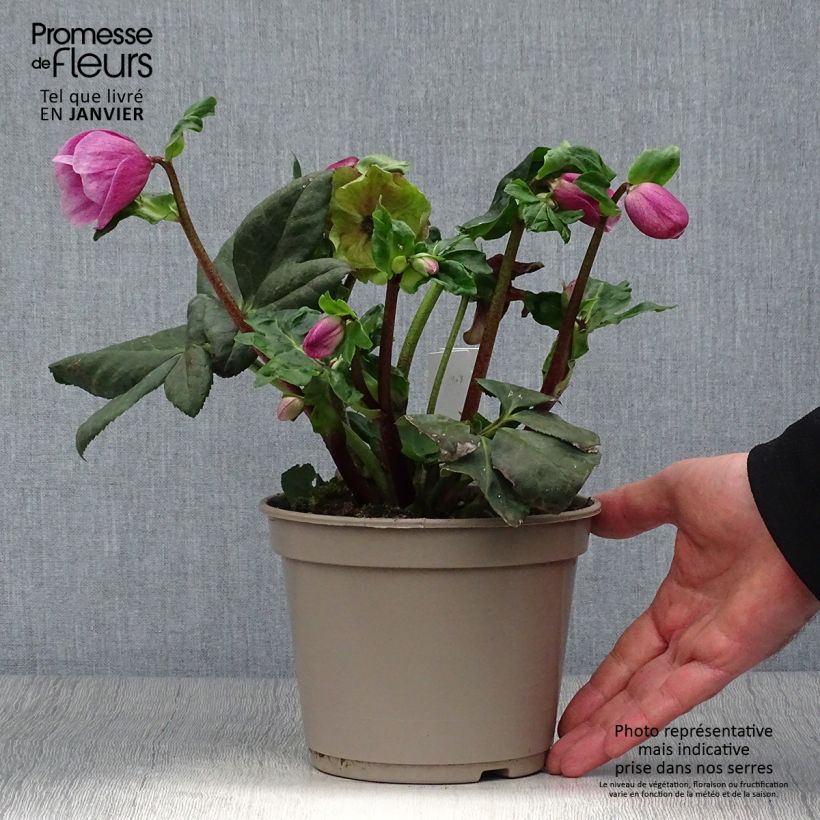 Amostra de Hellébore lemperii Lulu Pot de 2L/3L tal como entregue no inverno