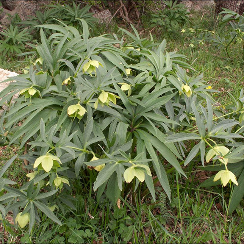 Helleborus multifidus - Heléboro (Hábito)