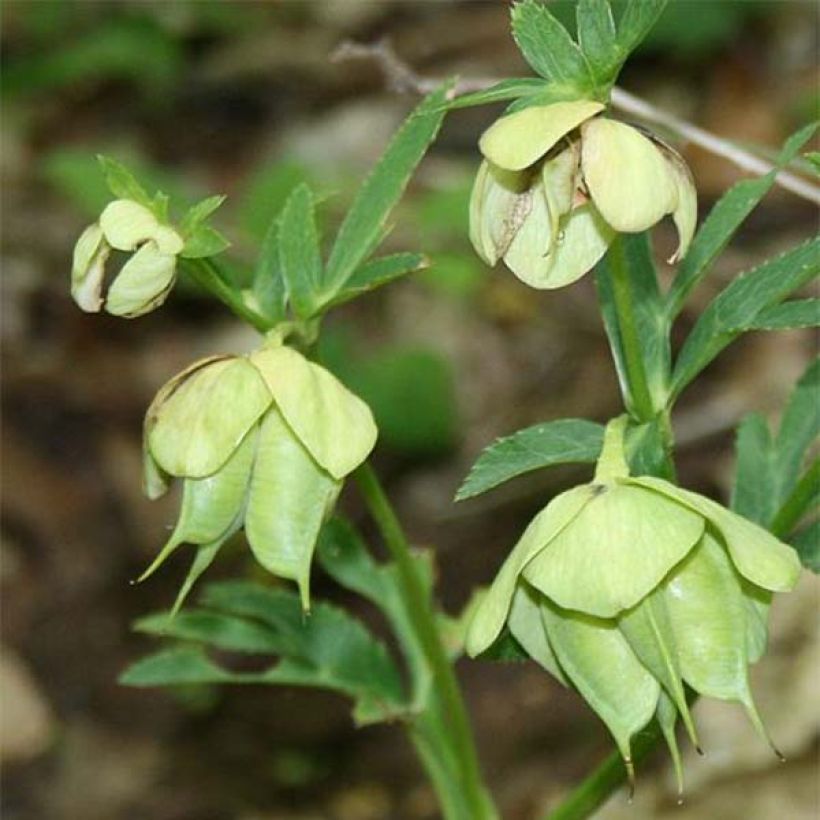 Helleborus multifidus ssp. bocconei - Heléboro (Floração)