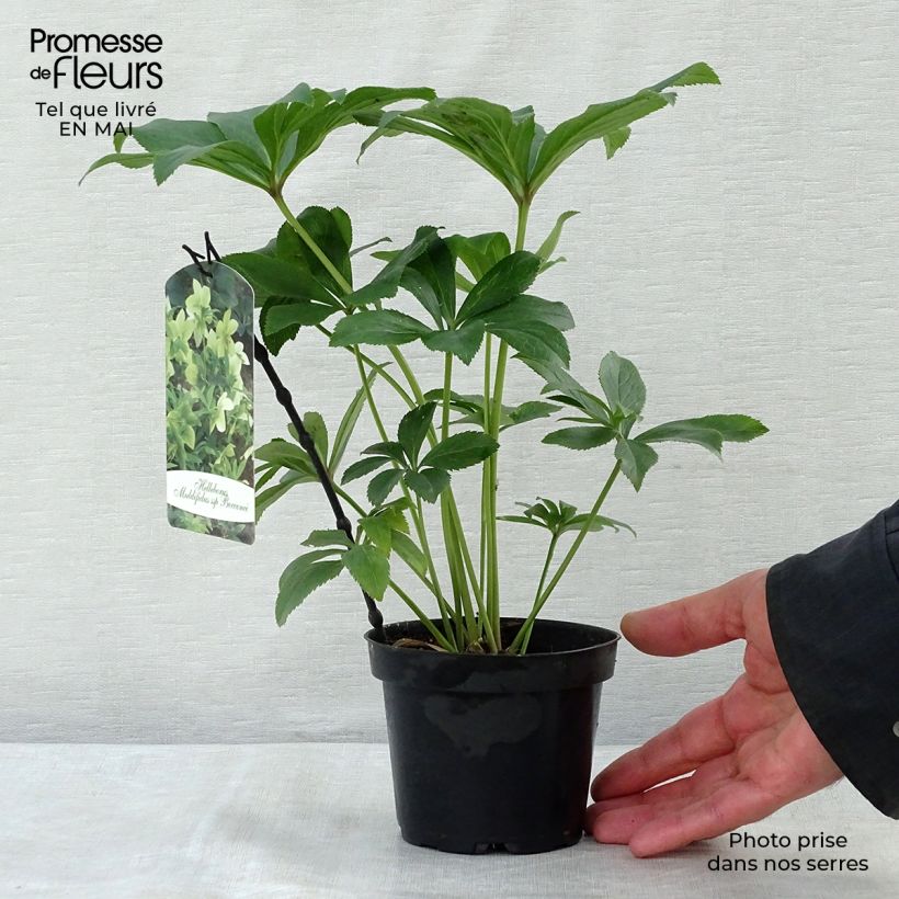 Amostra de Helleborus multifidus ssp. bocconei - Heléboro Vaso de 1 L/1,5 L tal como entregue na primavera