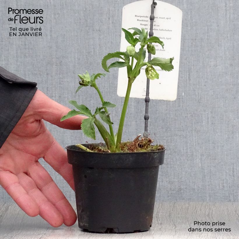 Amostra de Hellébore multifidus bocconei Vaso de 1 L/1,5 L tal como entregue no inverno