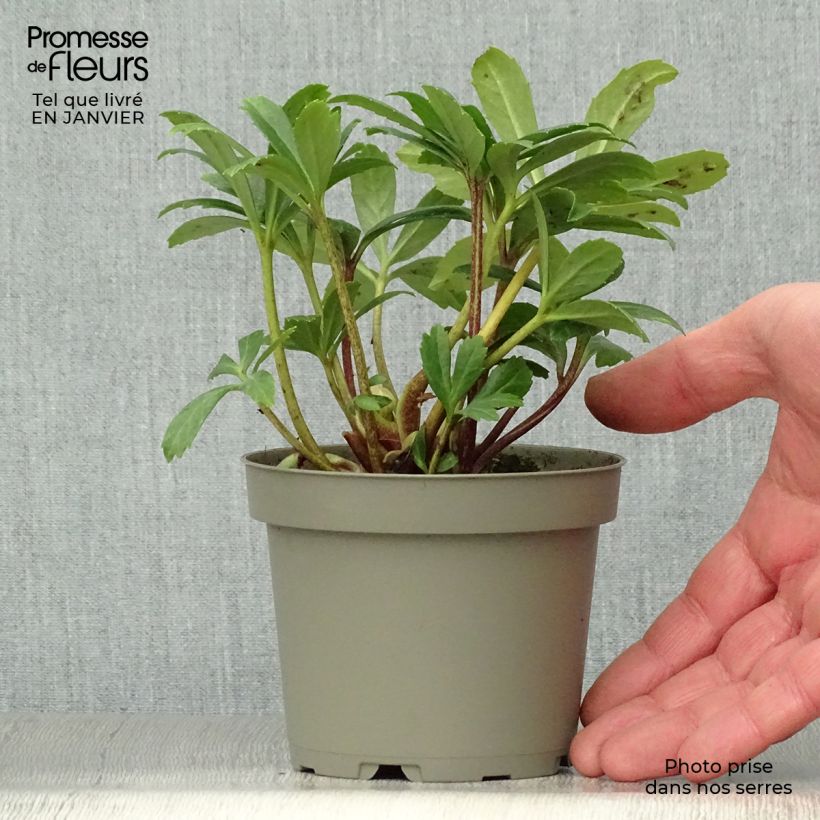 Amostra de Hellébore niger Double Fashion Vaso de 1 L/1,5 L tal como entregue no inverno