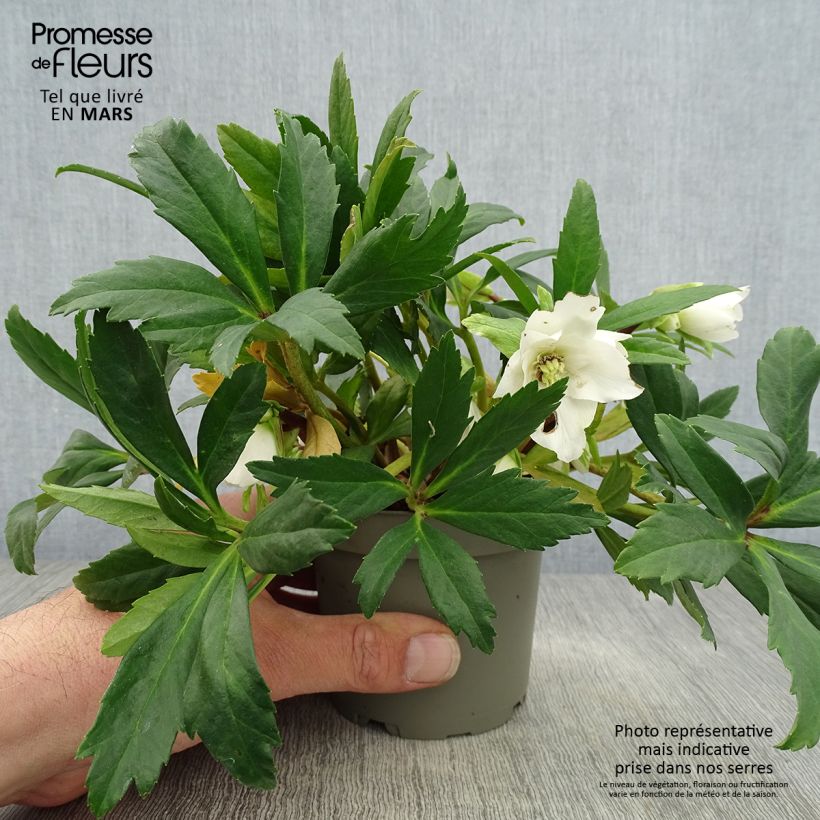 Amostra de Helleborus niger Double Fashion Vaso de 1 L/1,5 L tal como entregue na primavera
