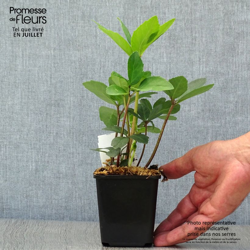Amostra de Helleborus niger - Rosa de natal branca Vaso de 8/9 cm tal como entregue no verão