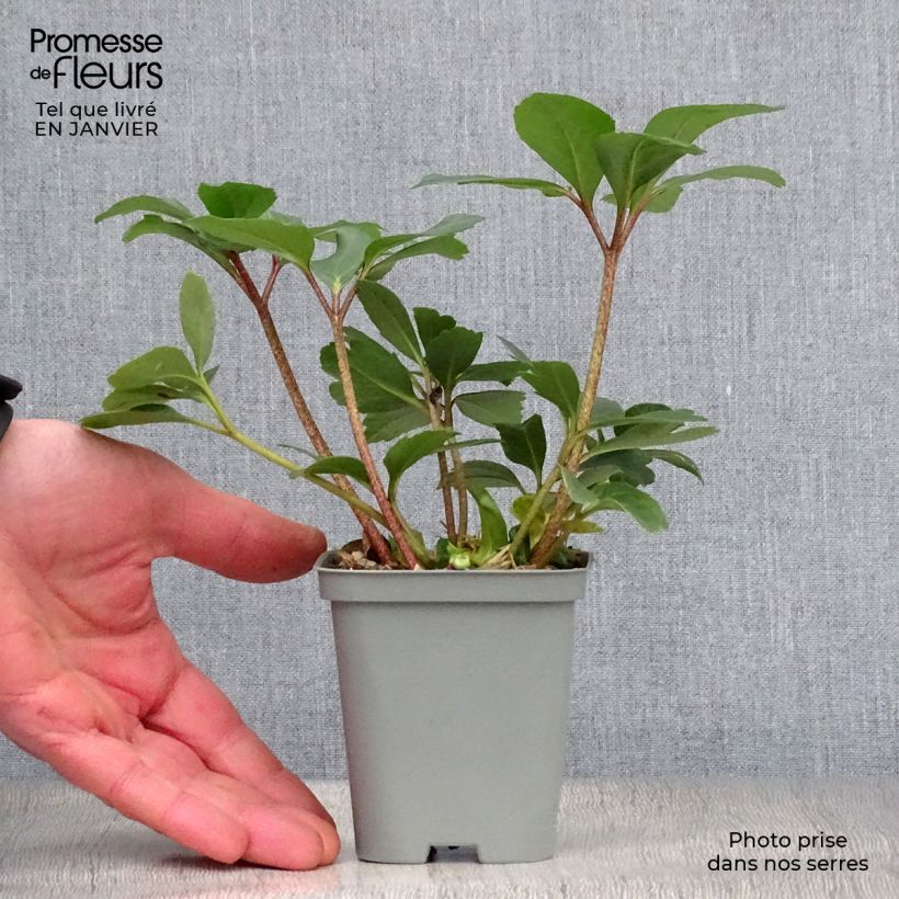 Amostra de Helleborus niger - Rosa de natal branca Vaso de 8/9 cm tal como entregue no inverno